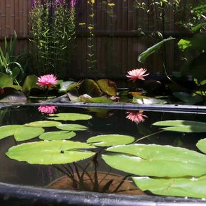 スイレン,温帯スイレン,ビオトープ,水生植物,温帯睡蓮の画像