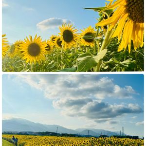 ヒマワリ,ビタミンカラー,梅雨明け,菰野町ひまわり畑,お出かけ先の画像