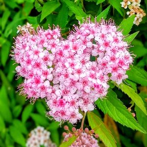 シモツケ ,シモツケ ,散歩,花のある暮らし,猛暑の画像