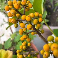 鉢植え,ベランダの花,黄色い実,お花大好きの画像