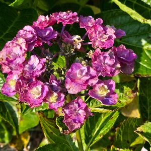 アジサイ,ヒマワリ,感謝,花のある暮らし,いつまでもの画像