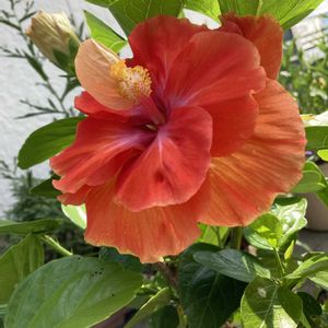 宿根バーベナ,ハイビスカス　アポロダブル,夏のお花,玄関アプローチの画像