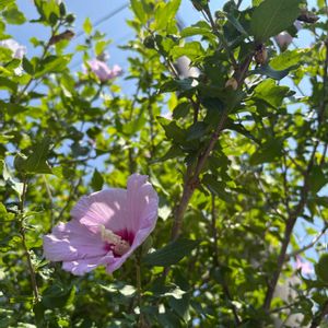 ムクゲ,庭木,夏の花,花のある暮らし,みどりのある暮らしの画像