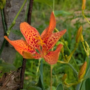 ヒオウギ,いつもありがとう♡,花のある暮らし,大神ファーム,今日のお花の画像