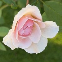 バラ,ロサオリエンティス,バラ大好き,お家園芸,バラの庭園をつくりたいの画像