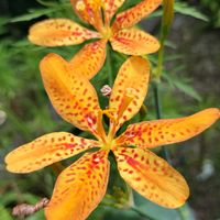 ヒオウギ,地植え,花のある暮らし,ありがとう❤️,祇園祭の画像