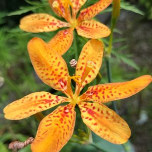 ヒオウギ,地植え,花のある暮らし,ありがとう❤️,祇園祭の画像