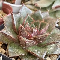 大和錦,多肉植物の画像