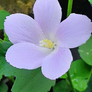 ハイビスカス ロバツス,ナチュラルガーデン,種から,お花のある生活,元気もらえるの画像
