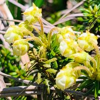 アオノツガザクラ,山野草,登山,花のある暮らし,高山植物類の画像
