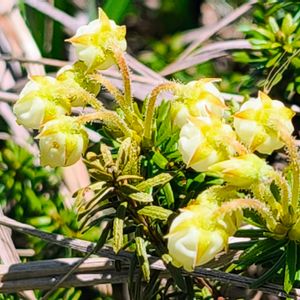アオノツガザクラ,山野草,黄色い花,登山,花のある暮らしの画像