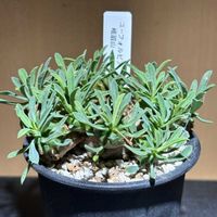 峨眉山,ユーフォルビア・峨眉山,ユーフォルビア　峨眉山（ガビサン）,ユーフォルビア 峨眉山,ユーフォルビアの画像