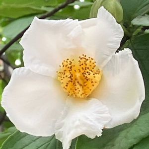 ナツツバキ,ナツツバキ,白い花,癒し,ホワイトの画像