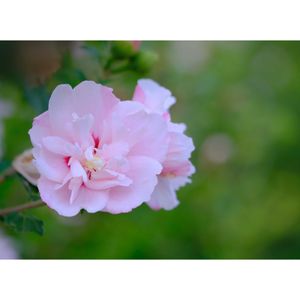 八重ムクゲ,広い庭の画像