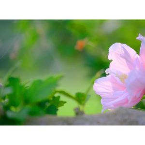 八重ムクゲ,広い庭の画像