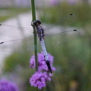 芝生,三尺 バーベナ,シオカラ トンボ,花壇,マクロ撮影の画像