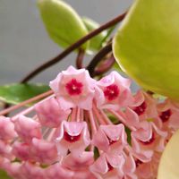 ジューンベリー,ホヤ,花のある暮らし,多肉のある暮らし,植物のある暮らしの画像