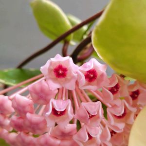 ジューンベリー,ホヤ,花のある暮らし,多肉のある暮らし,植物のある暮らしの画像