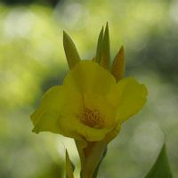 カンナ,花壇の画像