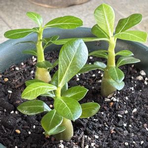 アデニウム,アデニウム オベスム,塊根植物,初心者,可愛いの画像