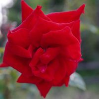 バラ,薔薇,ベルサイユのばら,バラ、薔薇、ばら,赤い花の画像