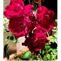 デュランタ,カーディナルヒューム,バラ、薔薇、ばら,ガーデニング,花のある暮らしの画像