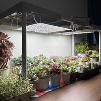 育成ライト,多肉植物,室内管理の画像