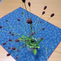 ワレモコウ,ワレモコウ,花のある暮らし,かわぃぃ。,命の不思議の画像