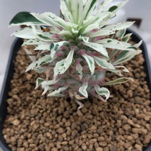 蘇鉄麒麟錦,蘇鉄麒麟錦,ユーフォルビア,珍奇植物,グランカクタスの画像