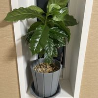 コーヒーの木の画像