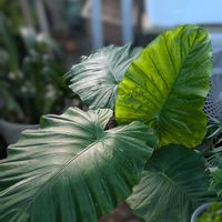 クワズイモ,アロカシア・オドラ,ジャイアント　エレファント　イヤー,観葉植物,熱帯植物の画像