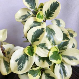 ペペロミア オブツシフォリア,観葉植物,ペペロミア属,部屋の画像