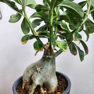 アデニウム アラビカム,アデニウム アラビカム,観葉植物,塊根植物,部屋の画像