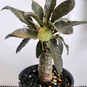 ドルステニア・フォエチダ,ドルステニア・フォエチダ,観葉植物,塊根植物,部屋の画像