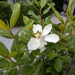 タイサンボクの画像