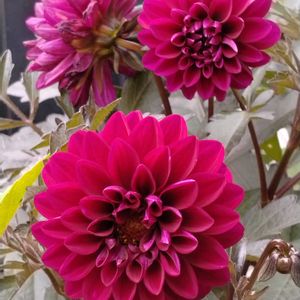 ダリア,ブラックベリー,おうち園芸,小さな庭,フェンスの画像