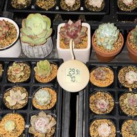 多肉植物,エケベリア属の画像
