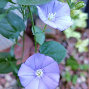 コンボルブルス,ダリア,ムラサキシキブ,バロータ,紫式部の画像