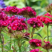 アメリカナデシコ,アメリカナデシコ,花壇,GSに感謝。,北海道道東の画像