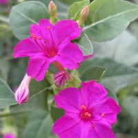 オシロイバナ,白粉花,おしろいばな,ガーデニング,夏の花の画像