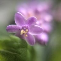 ヤブラン,ハゼラン,藪蘭,薮蘭,ハゼラン(三時草)の画像