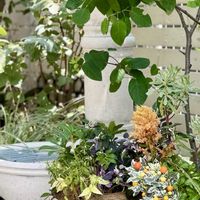 寄せ植え,岡山,フェンネル花,ベレッツァ湯郷の画像