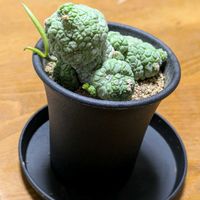 プセウドリトス　ミギウルティヌス,クラッスラ デセプタ,多肉植物,クラッスラ属,プセウドリトス属の画像