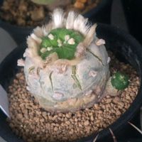 サボテン,ロフォフォラ,銀冠玉,サボテンの花,多肉植物とサボテンの画像