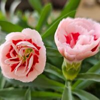 ダイアンサス,ダイアンサス　スプリングフェスティバル　ファンシーサーモン,鉢植え,明るい日陰,プランターの画像