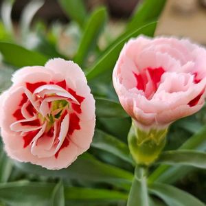 ダイアンサス,ダイアンサス　スプリングフェスティバル　ファンシーサーモン,鉢植え,明るい日陰,プランターの画像
