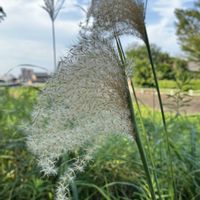 ススキ,散歩中,移ろう季節の画像