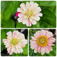 ジニア　ポップアート　白赤,鉢植え,明るい日陰,プランター,ガーデニング初心者の画像