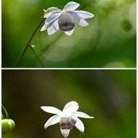 オニユリ,オミナエシ,キキョウ,ツワブキ,マンリョウの画像