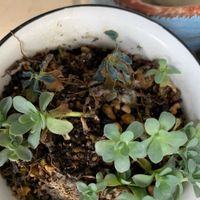 子持ち蓮華の画像